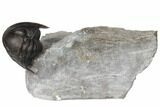 Enrolled Pseudodechenella Trilobite - Centerfield Limestone, NY #130670-1